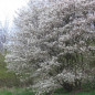 Amélanchier de Lamarck (Amelanchier lamarckii) Amélanchier de Lamarck (Amelanchier lamarckii)