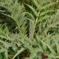 Cardon Épineux Argenté de Plainpalais - Kokopelli Cardon Épineux Argenté de Plainpalais - Kokopelli