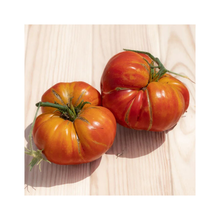 Tomate Ananas bigarrée tardive - Kokopelli Tomate Ananas bigarrée tardive - Kokopelli