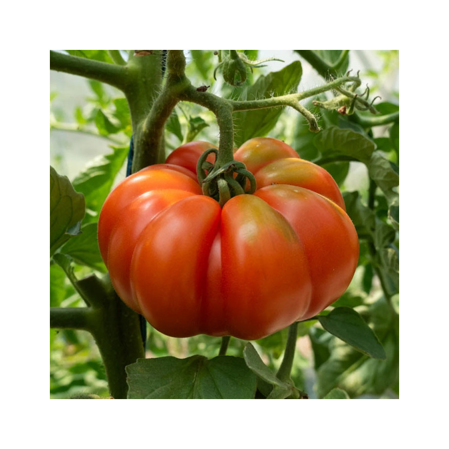 Tomate Marmande précoce - Kokopelli Tomate Marmande précoce - Kokopelli