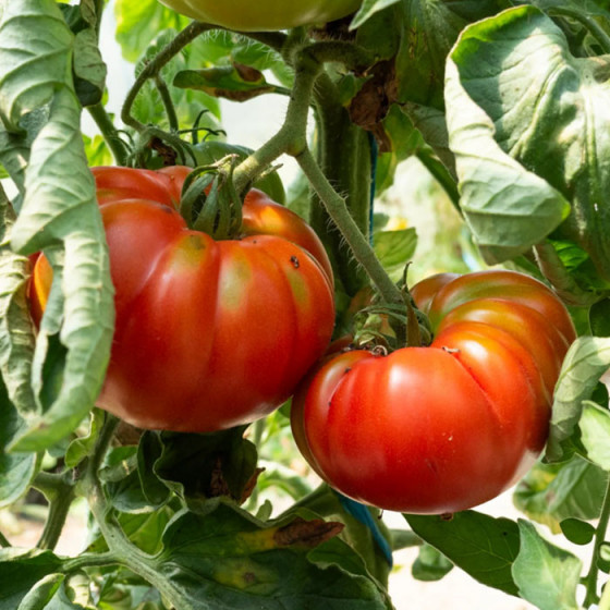 Tomate précoce Marmande