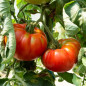 Tomate Marmande précoce - Kokopelli Tomate Marmande précoce - Kokopelli