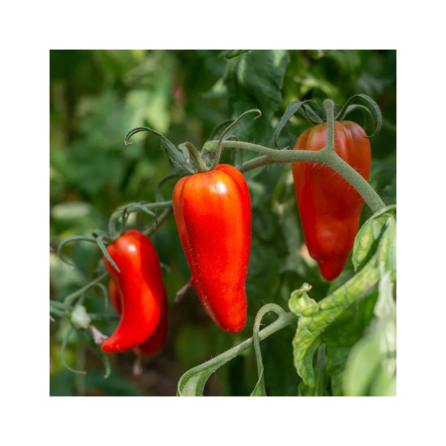 Tomate Blue Beech mi-saison - Kokopelli Tomate Blue Beech mi-saison - Kokopelli