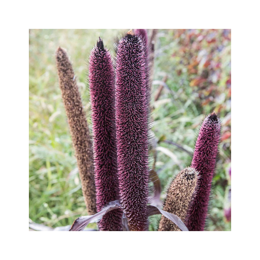 Millet Purple Majesty - Kokopelli Millet Purple Majesty - Kokopelli