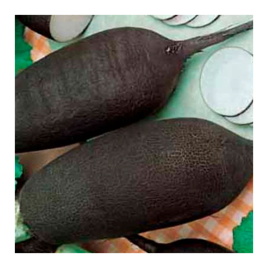 Radis noir Long d’hiver - Kokopelli Radis noir Long d’hiver - Kokopelli