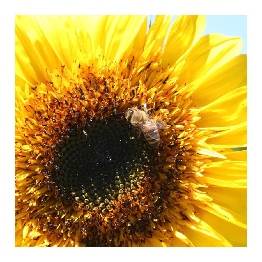 Tournesol engrais verts - Kokopelli